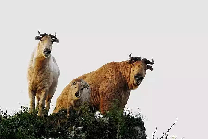 微信圖片_20200310112925.jpg 微信圖片_20200310112925.jpg